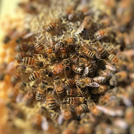 The Hive Apartment